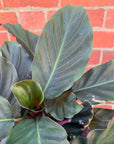 Calathea Crocata - 18cm pot