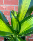 Happy Plant (Dracaena Frangans 'Massangeana') - 18 cm Pot