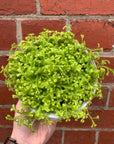 Selaginella Golden Carpet - Golden Spike Moss - 13cm pot