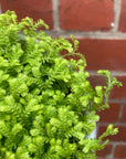 Selaginella Golden Carpet - Golden Spike Moss - 13cm pot