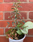 Indoor Foliage Triple plant - Fittonia x Ficus Benjamin - 13cm pot