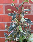 Indoor Foliage Triple plant - Fittonia x Ficus Benjamin - 13cm pot
