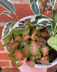 Indoor Foliage Triple plant - Fittonia x Ficus Benjamin - 13cm pot