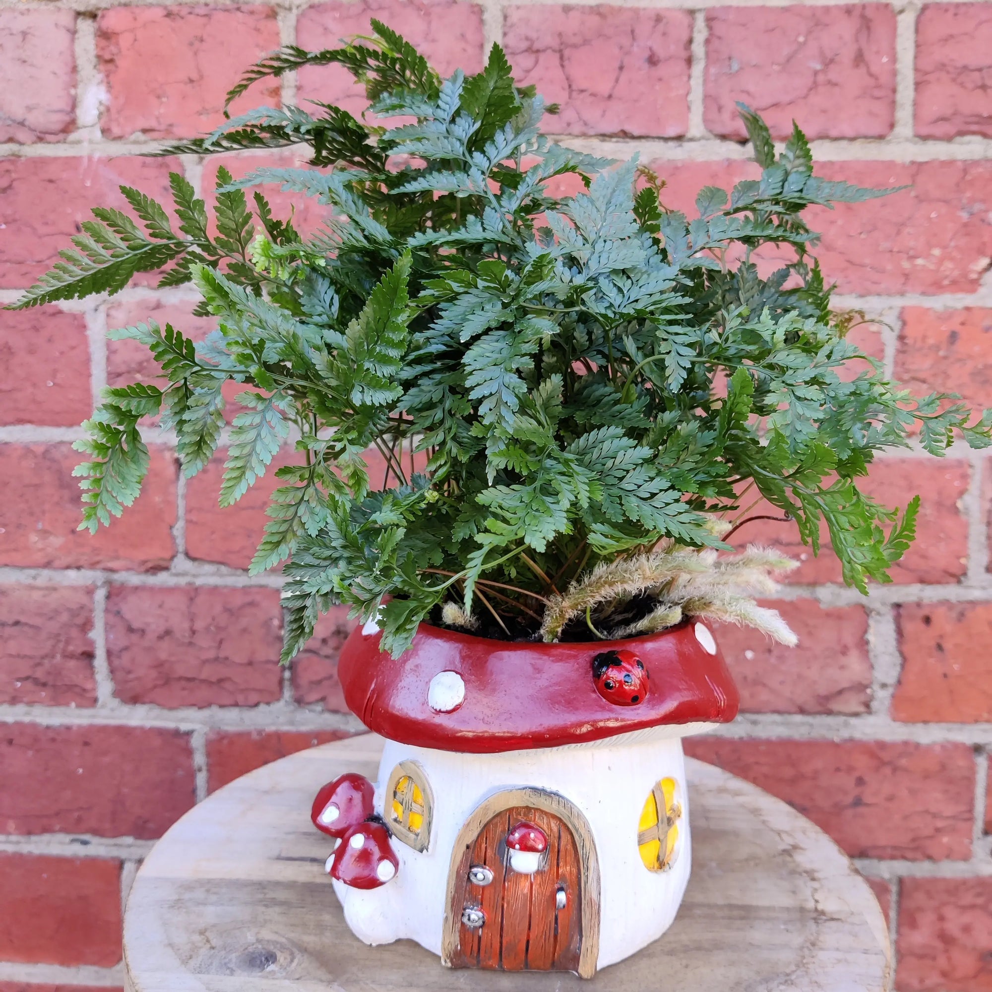 Indoor plants in Mushroom pot - 15cm pot Folia House