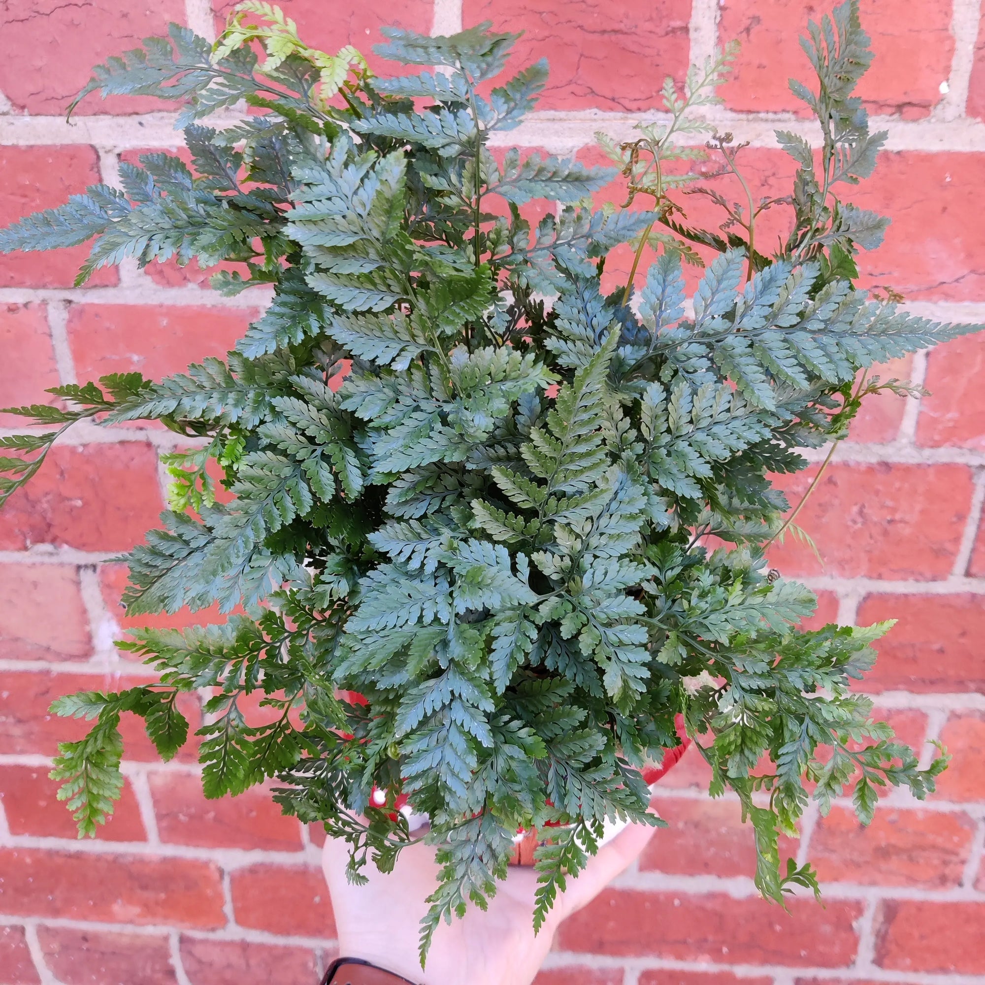 Indoor plants in Mushroom pot - 15cm pot Folia House