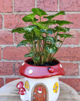 Indoor plants in Mushroom pot - 15cm pot Folia House