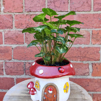 Indoor plants in Mushroom pot - 15cm pot Folia House