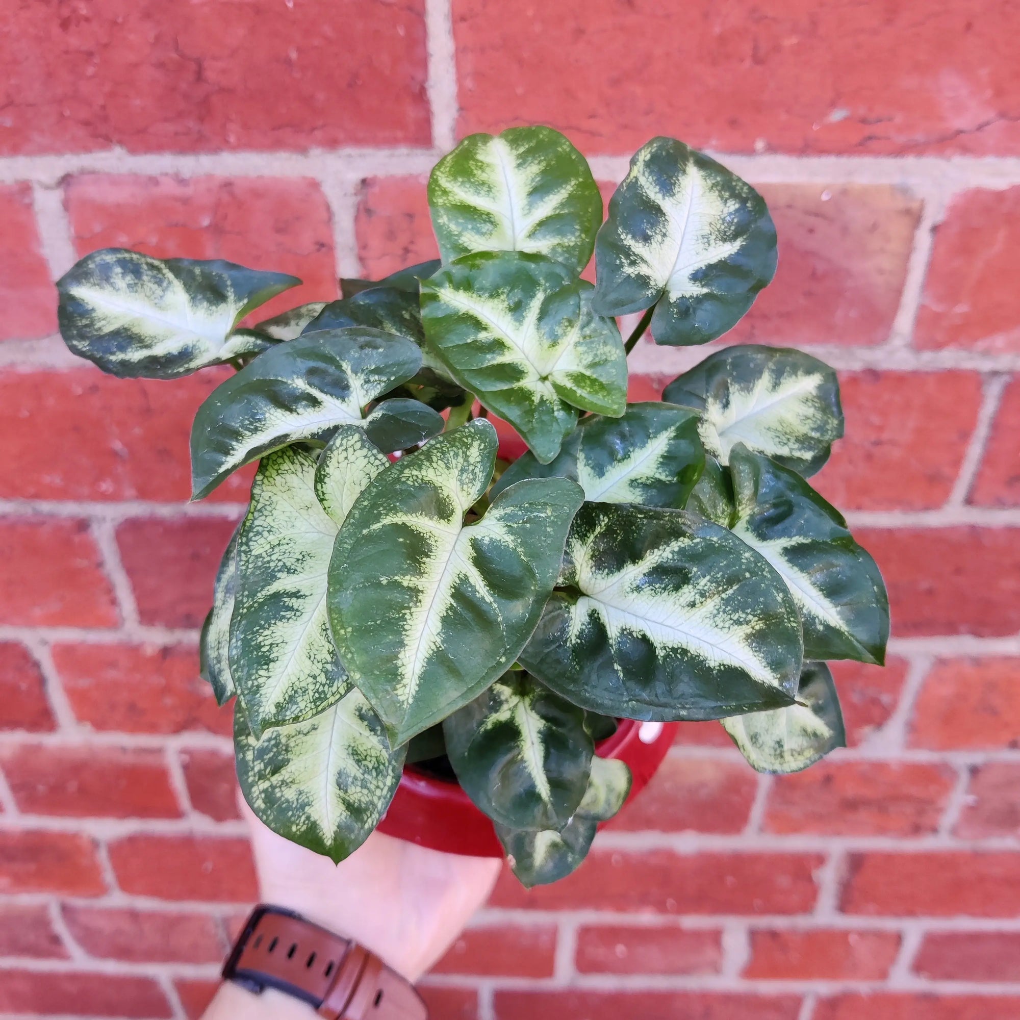 Indoor plants in Mushroom pot - 15cm pot Folia House