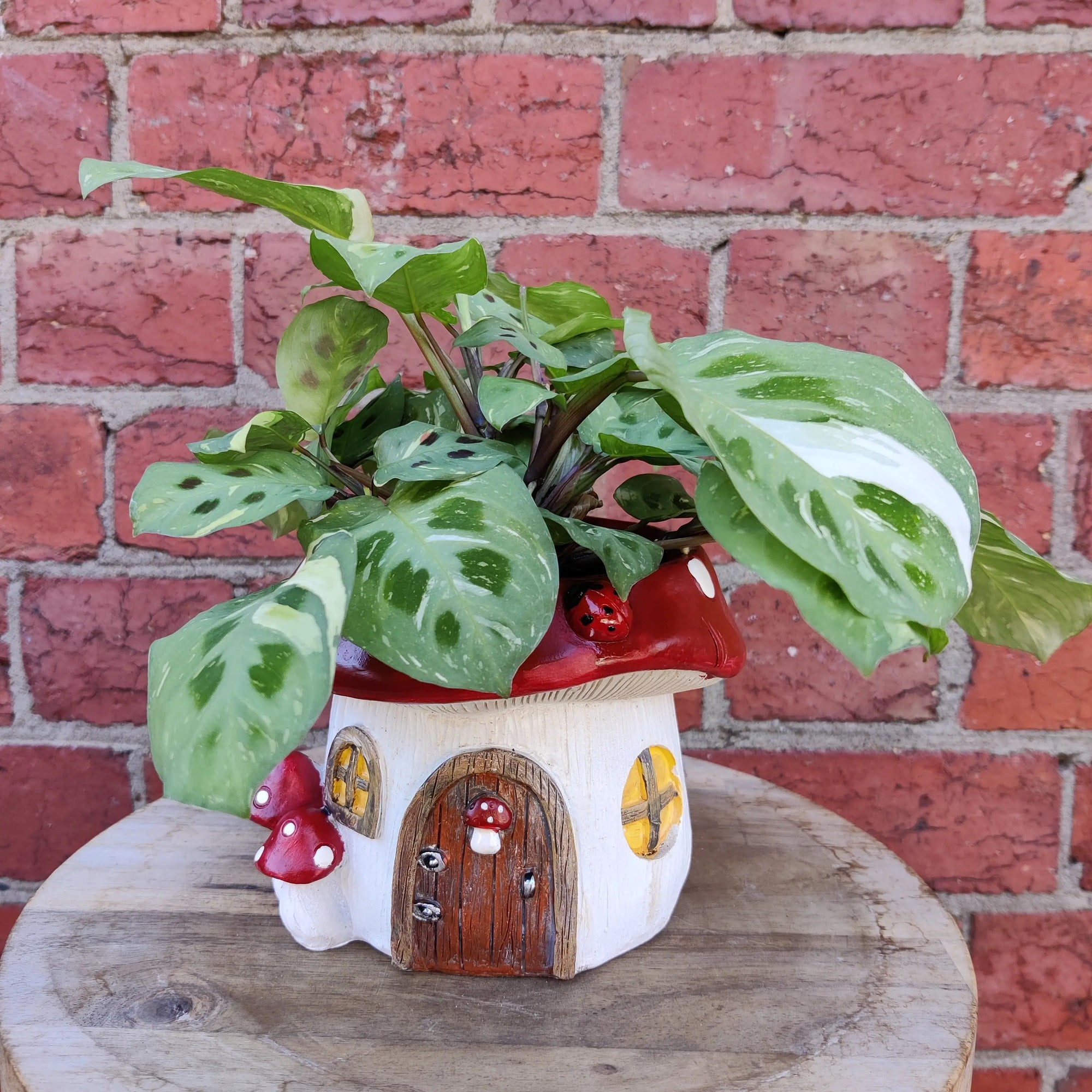 Indoor plants in Mushroom pot - 15cm pot Folia House