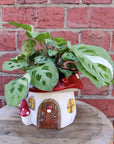 Indoor plants in Mushroom pot - 15cm pot Folia House