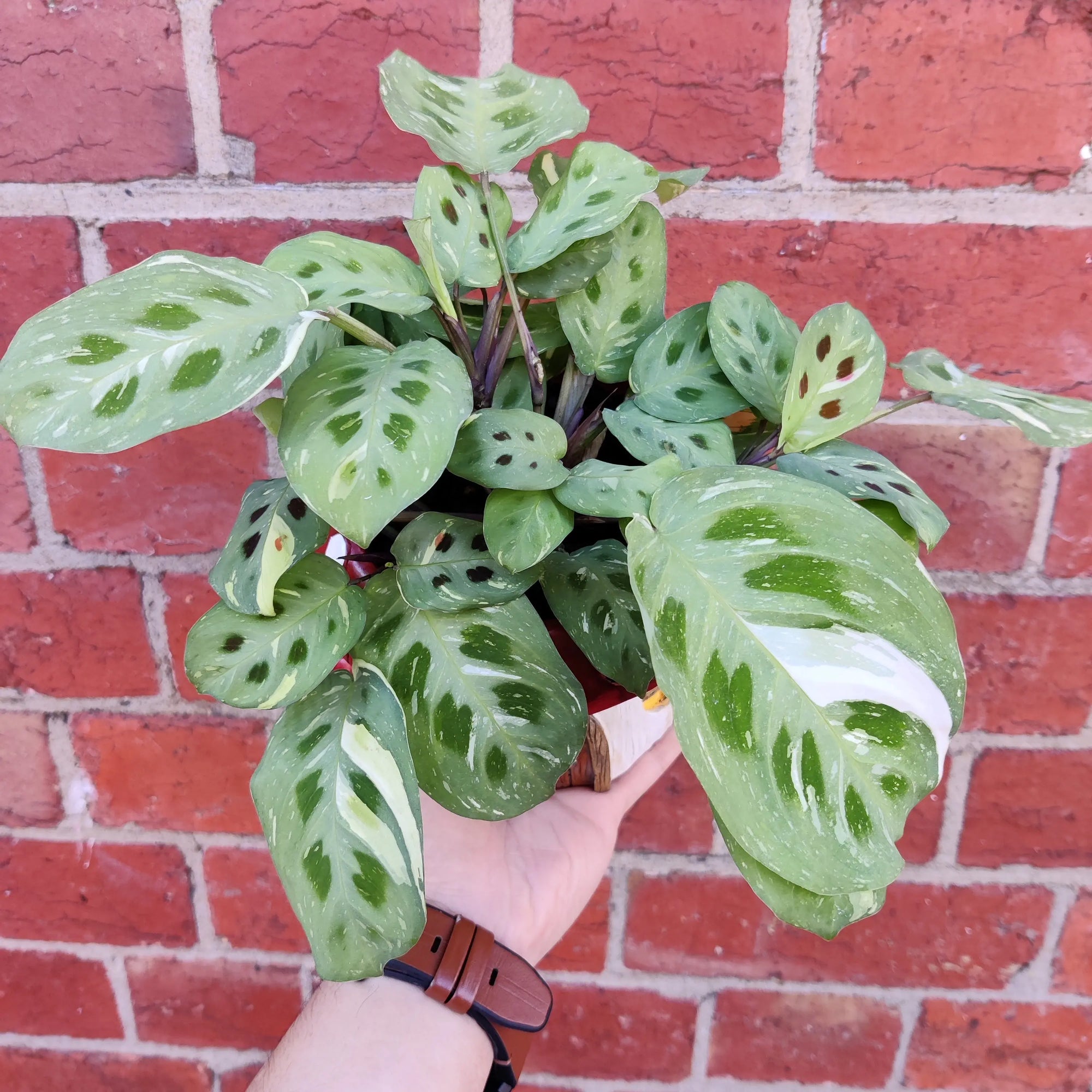 Indoor plants in Mushroom pot - 15cm pot Folia House