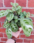 Indoor plants in Mushroom pot - 15cm pot Folia House