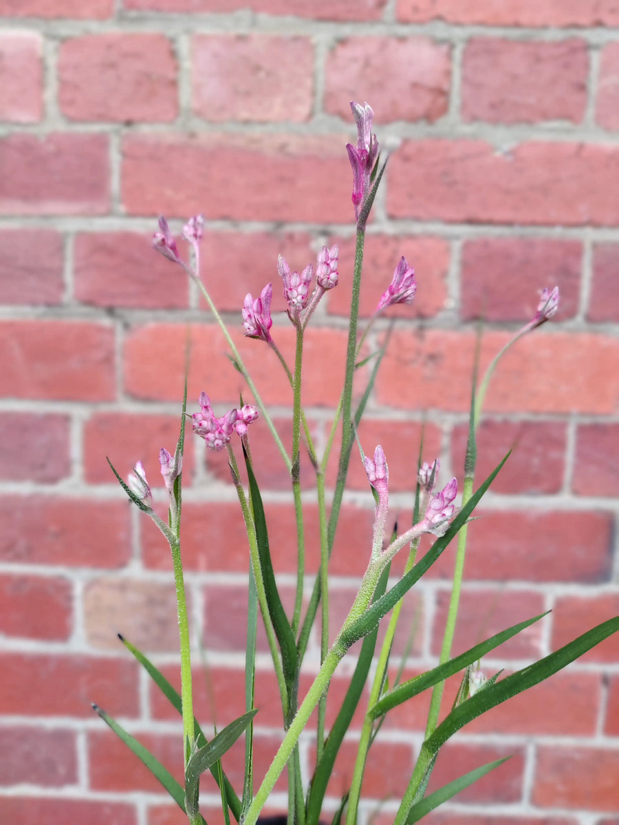 Kangaroo Paw - 15cm pot Folia House