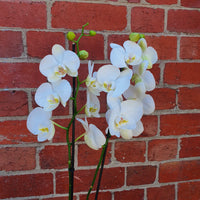 Large Double-Spike Phalaenopsis Orchid in glass vase - White Folia House