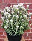 Lavender - Lavandula Javelin White - 20cm pot Folia House