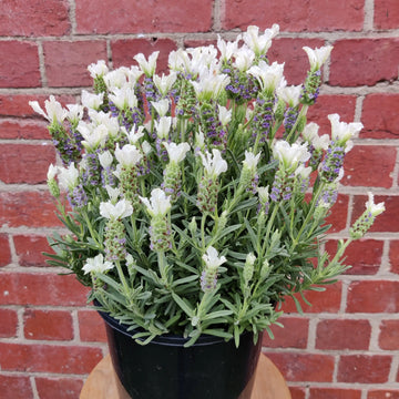 Lavender - Lavandula Javelin White - 20cm pot Folia House