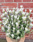 Lavender - Lavandula Javelin White - 20cm pot Folia House