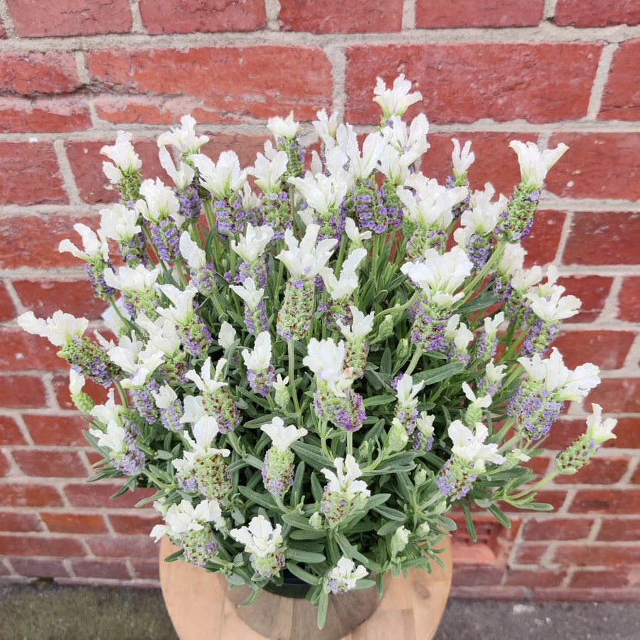 Lavender - Lavandula Javelin White - 20cm pot Folia House