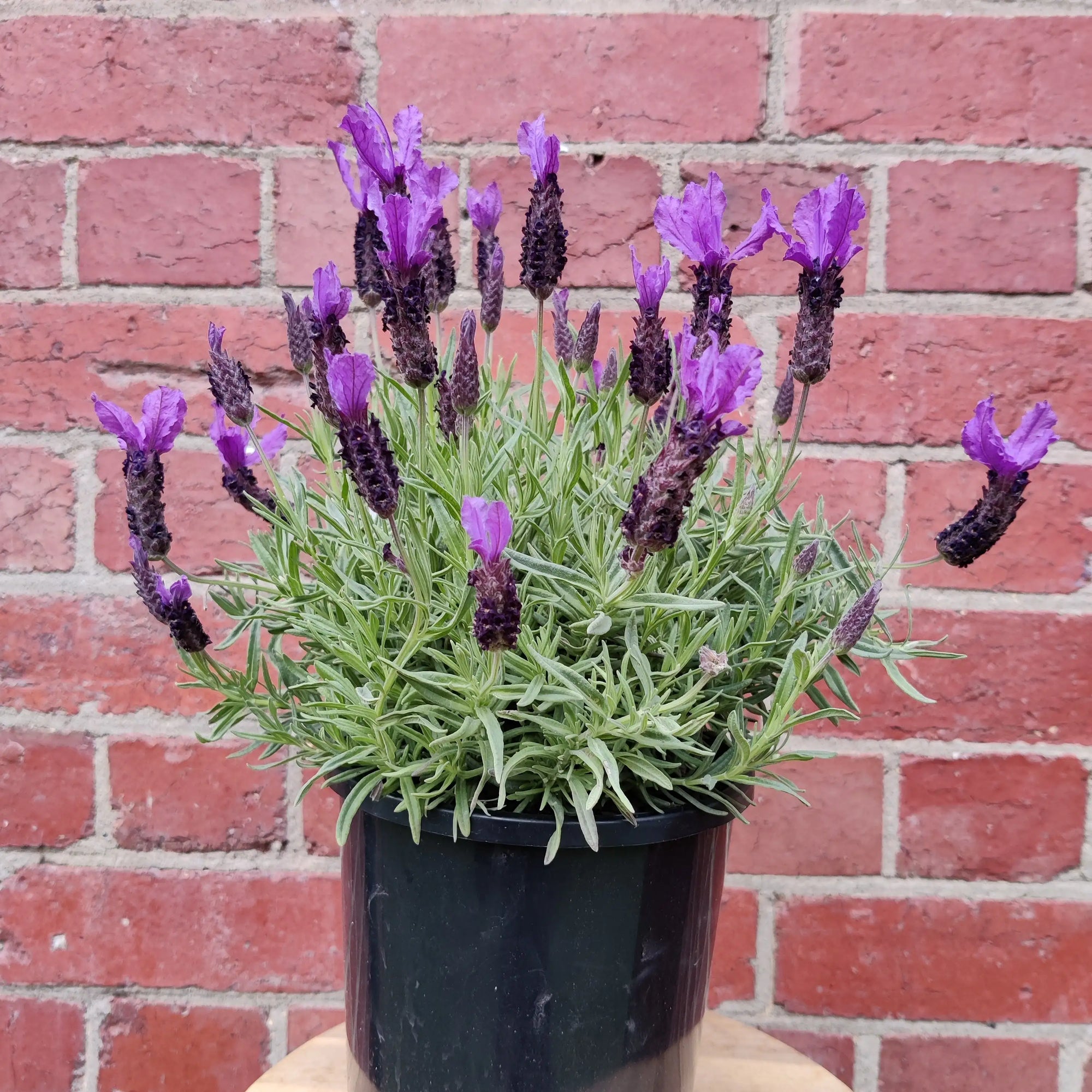 Lavender - Lavandula Purple - 17cm pot Folia House