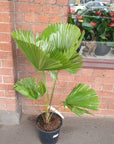 Licuala peltata var. 'sumawongii' - 25cm Pot Folia House