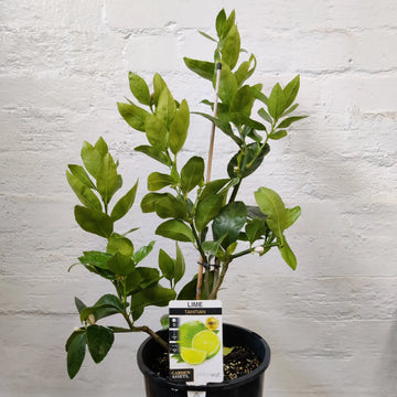Lime tahitian citrus latifolia - 20cm pot Folia House