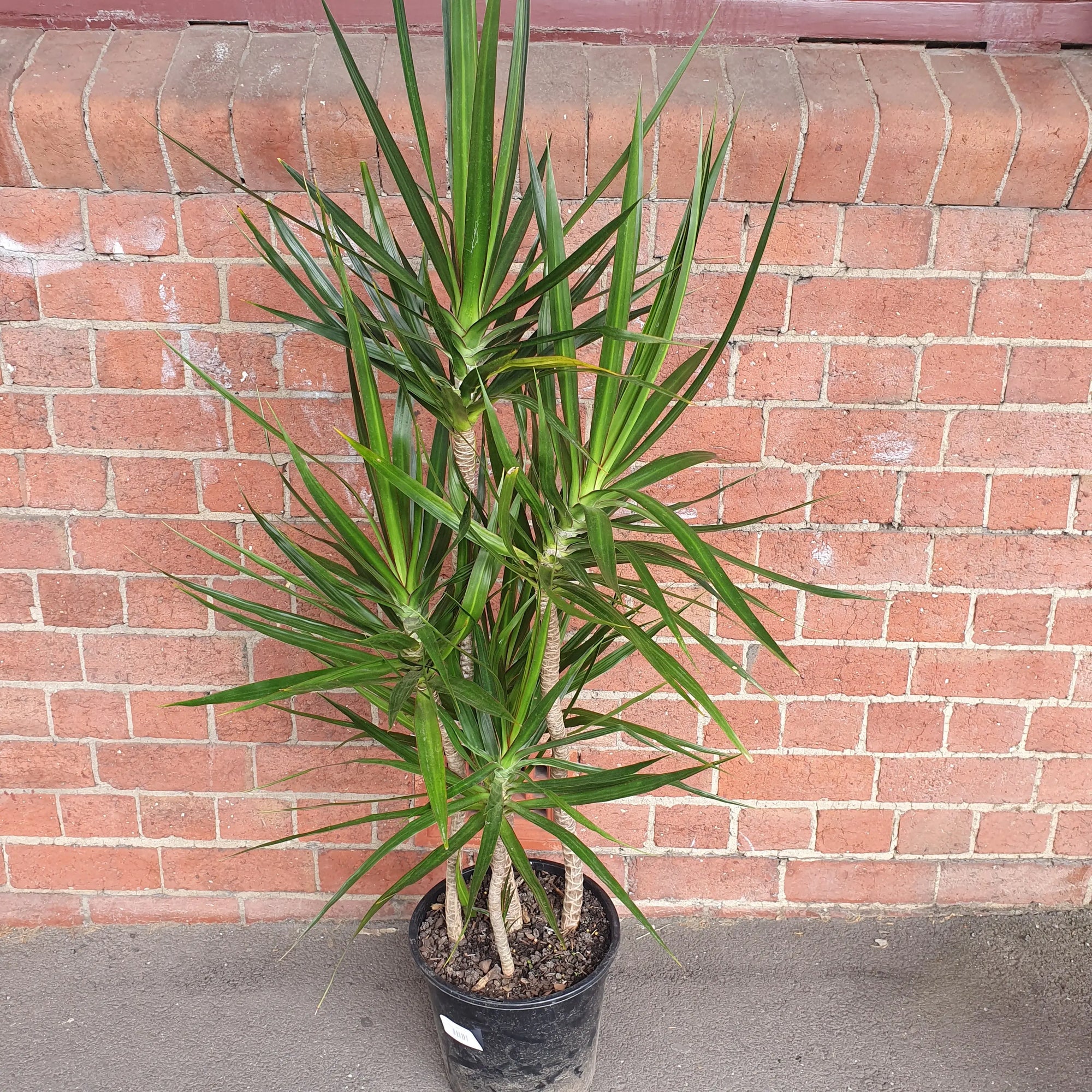 Madagascar Dragon tree (Dracaena Marginata) - 25cm Pot Folia House