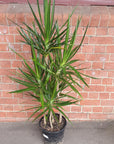 Madagascar Dragon tree (Dracaena Marginata) - 25cm Pot Folia House