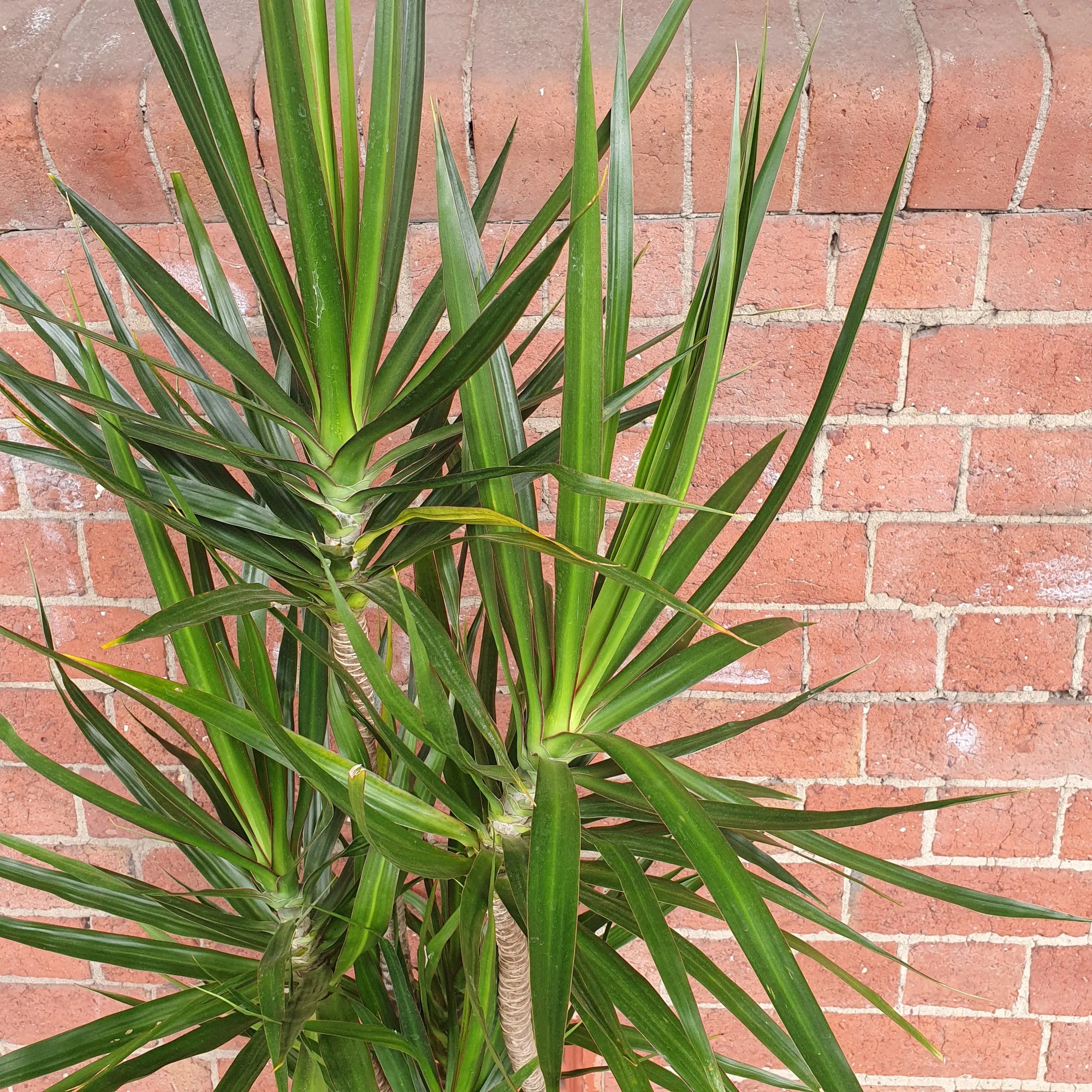 Madagascar Dragon tree (Dracaena Marginata) - 25cm Pot Folia House