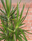 Madagascar Dragon tree (Dracaena Marginata) - 25cm Pot Folia House