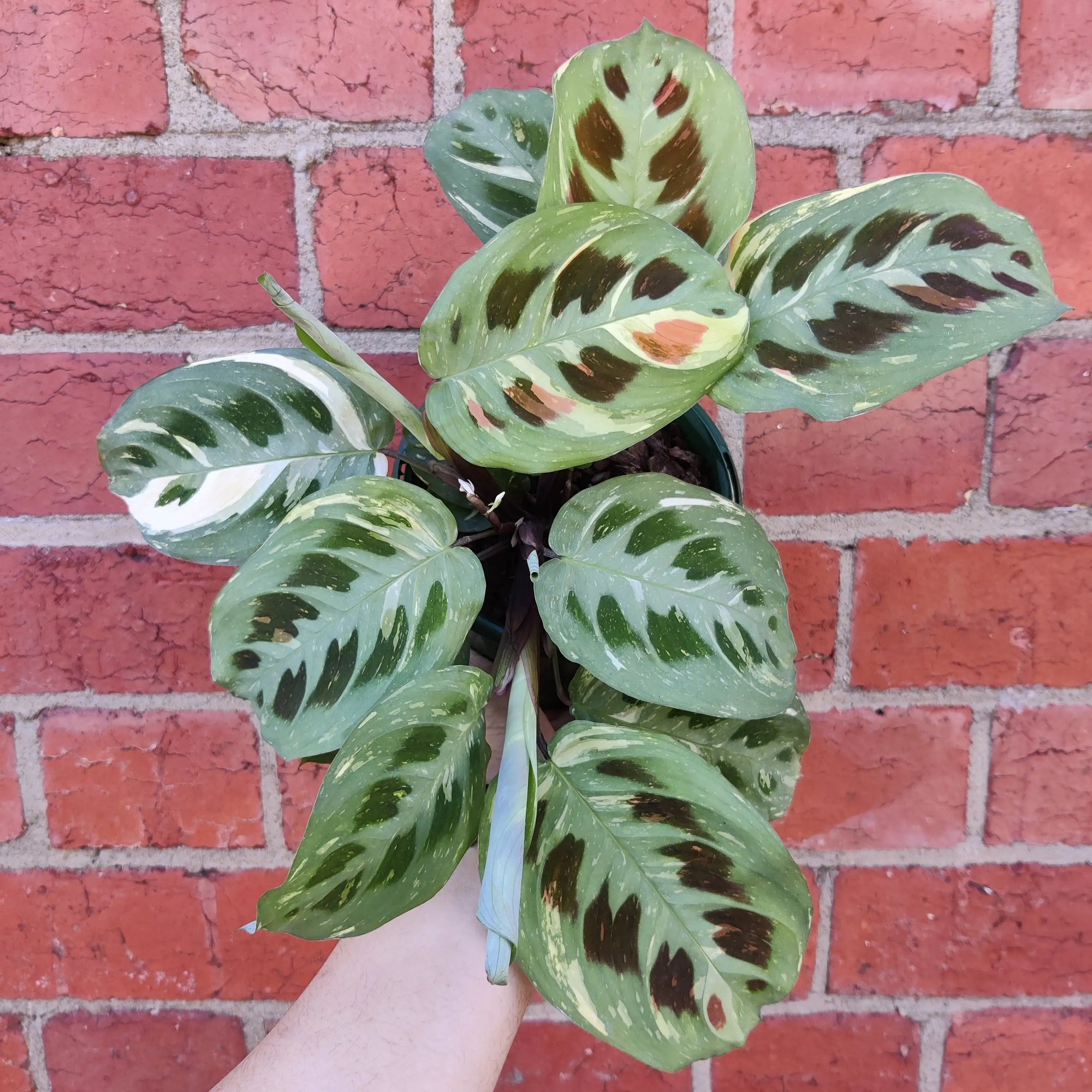 Maranta erythroneura Variegated - 13cm Pot Folia House