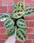 Maranta erythroneura Variegated - 13cm Pot Folia House