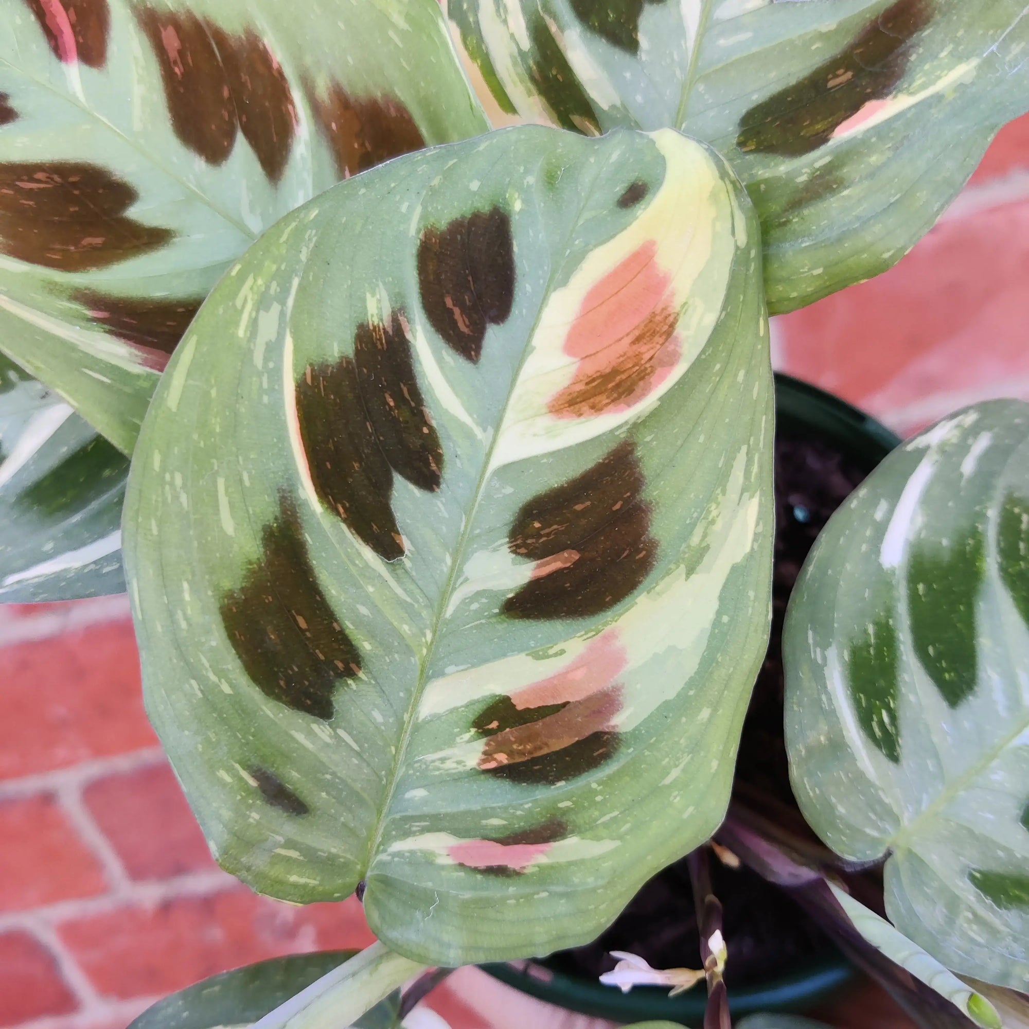 Maranta erythroneura Variegated - 13cm Pot Folia House