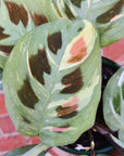 Maranta erythroneura Variegated - 13cm Pot Folia House