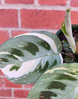 Maranta erythroneura Variegated - 13cm Pot Folia House