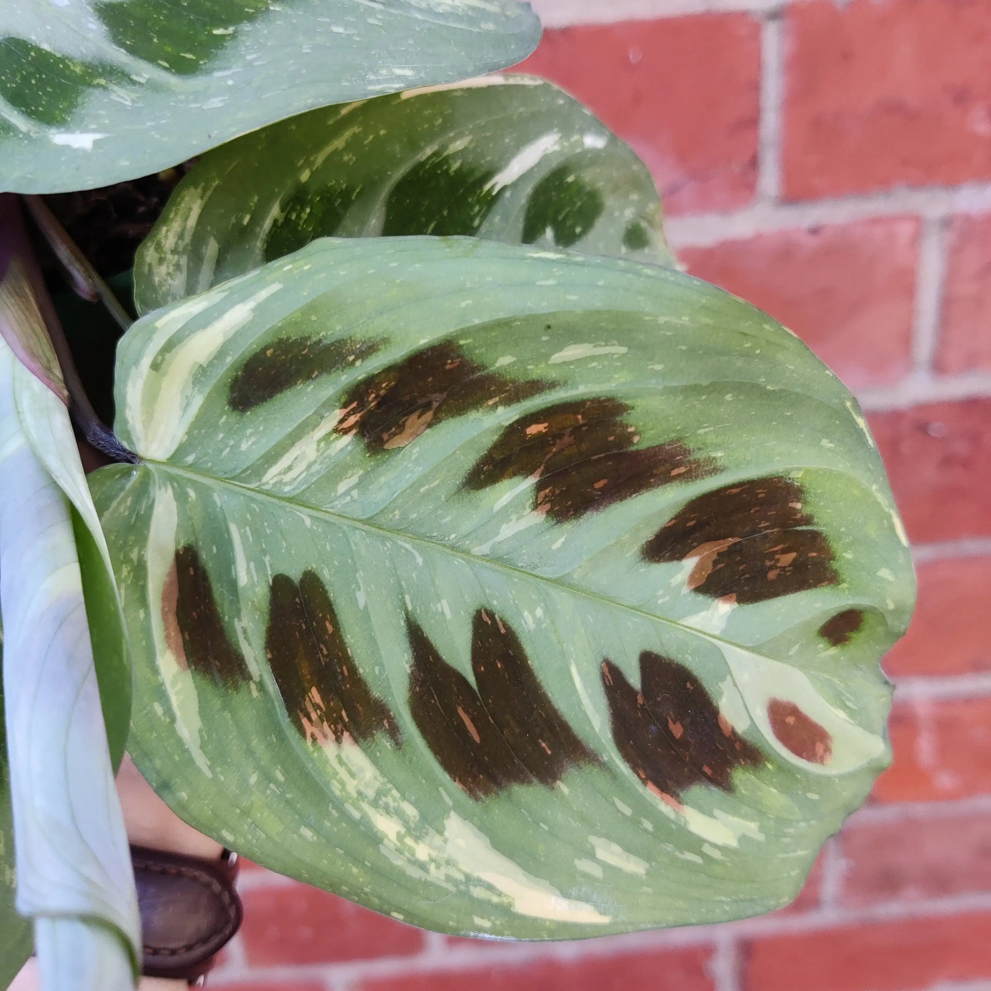 Maranta erythroneura Variegated - 13cm Pot Folia House