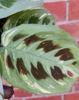 Maranta erythroneura Variegated - 13cm Pot Folia House