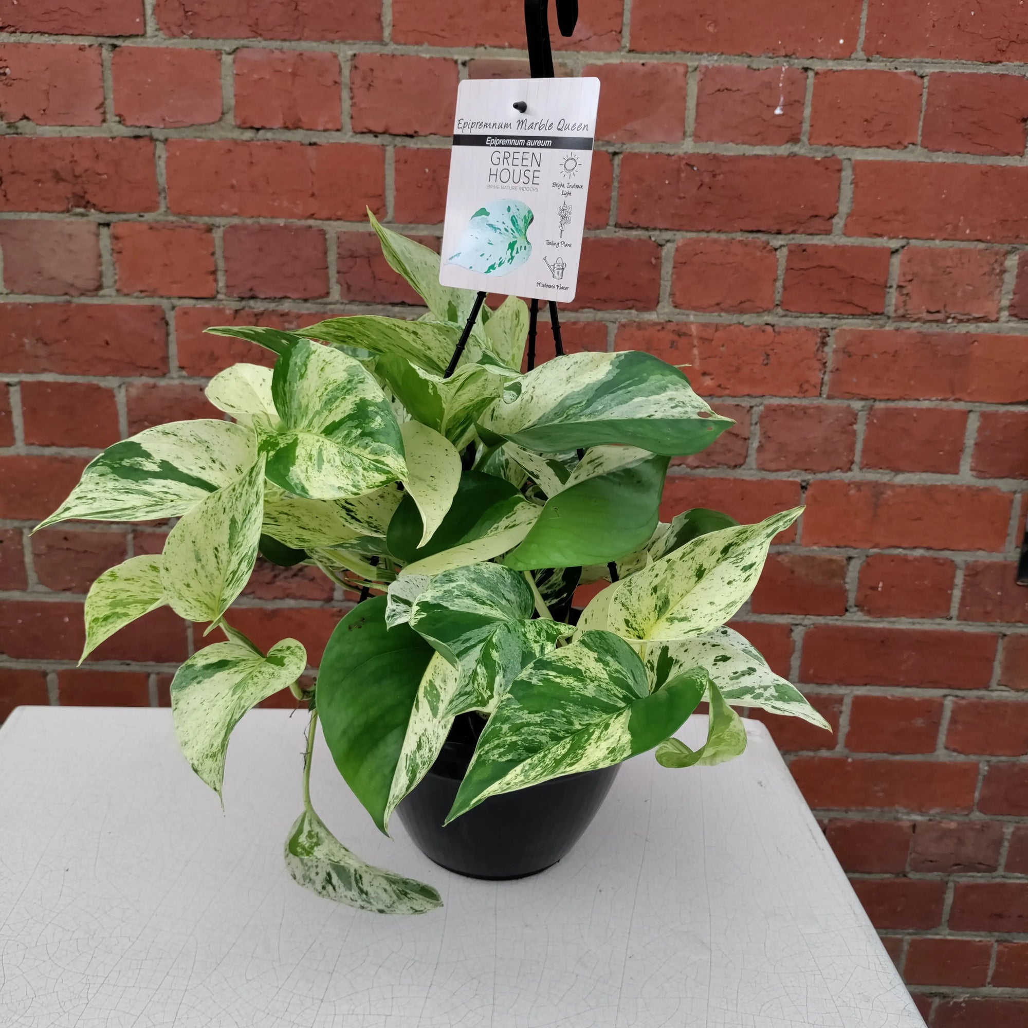 Marble Queen Pothos - 20cmHB Folia House