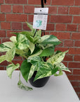 Marble Queen Pothos - 20cmHB Folia House