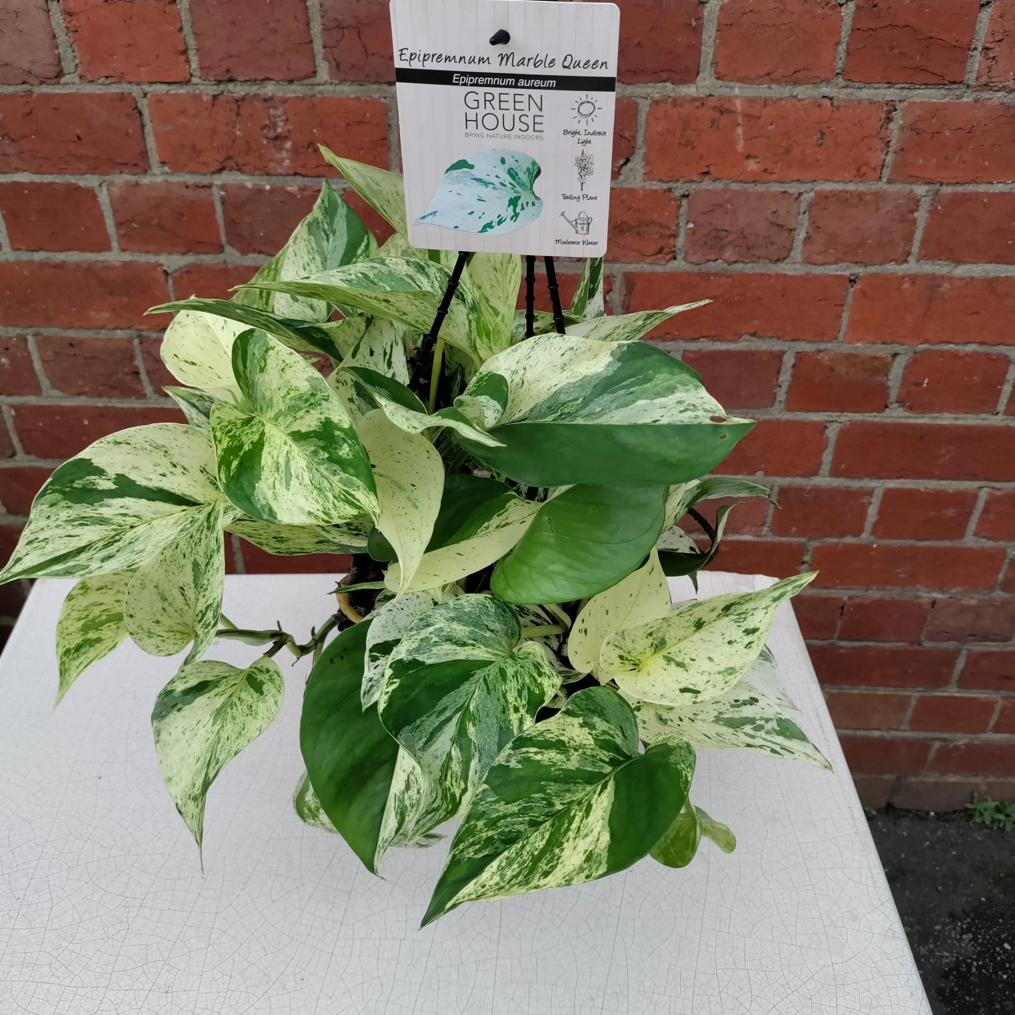 Marble Queen Pothos - 20cmHB Folia House