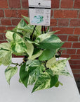 Marble Queen Pothos - 20cmHB Folia House