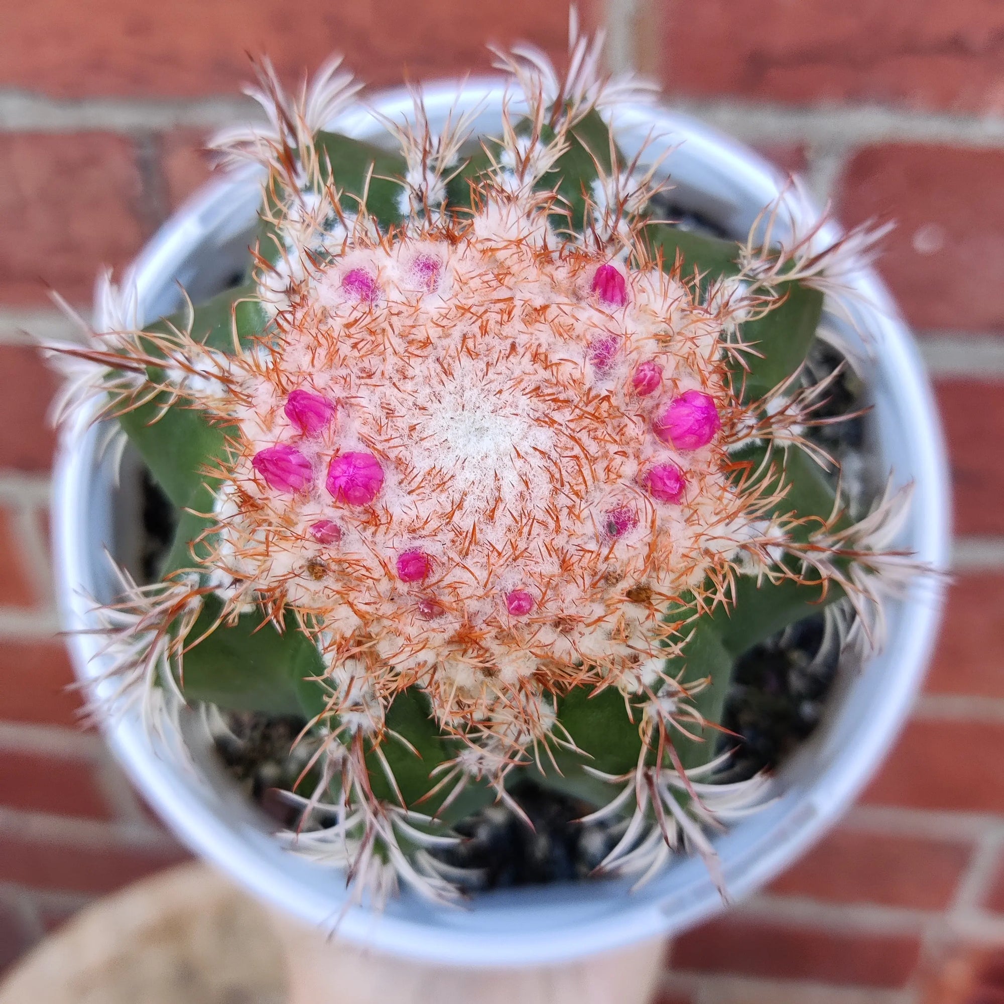 Melocactus matanzanus - 13cm pot - flowering Folia House