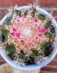 Melocactus matanzanus - 13cm pot - flowering Folia House