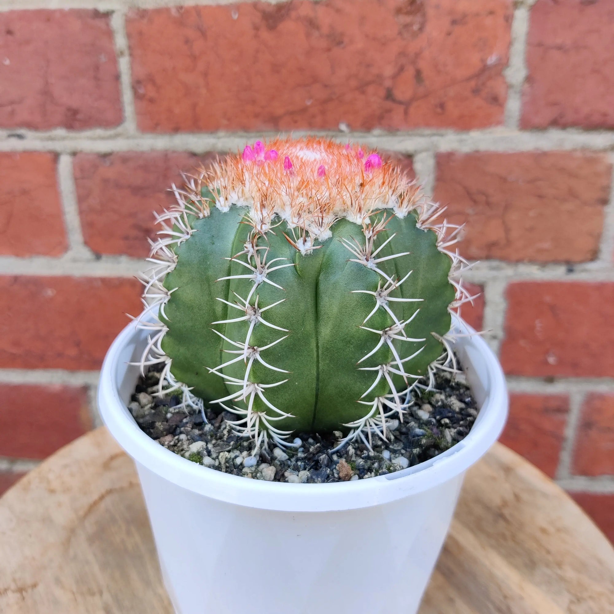 Melocactus matanzanus - 13cm pot - flowering Folia House