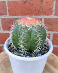 Melocactus matanzanus - 13cm pot - flowering Folia House