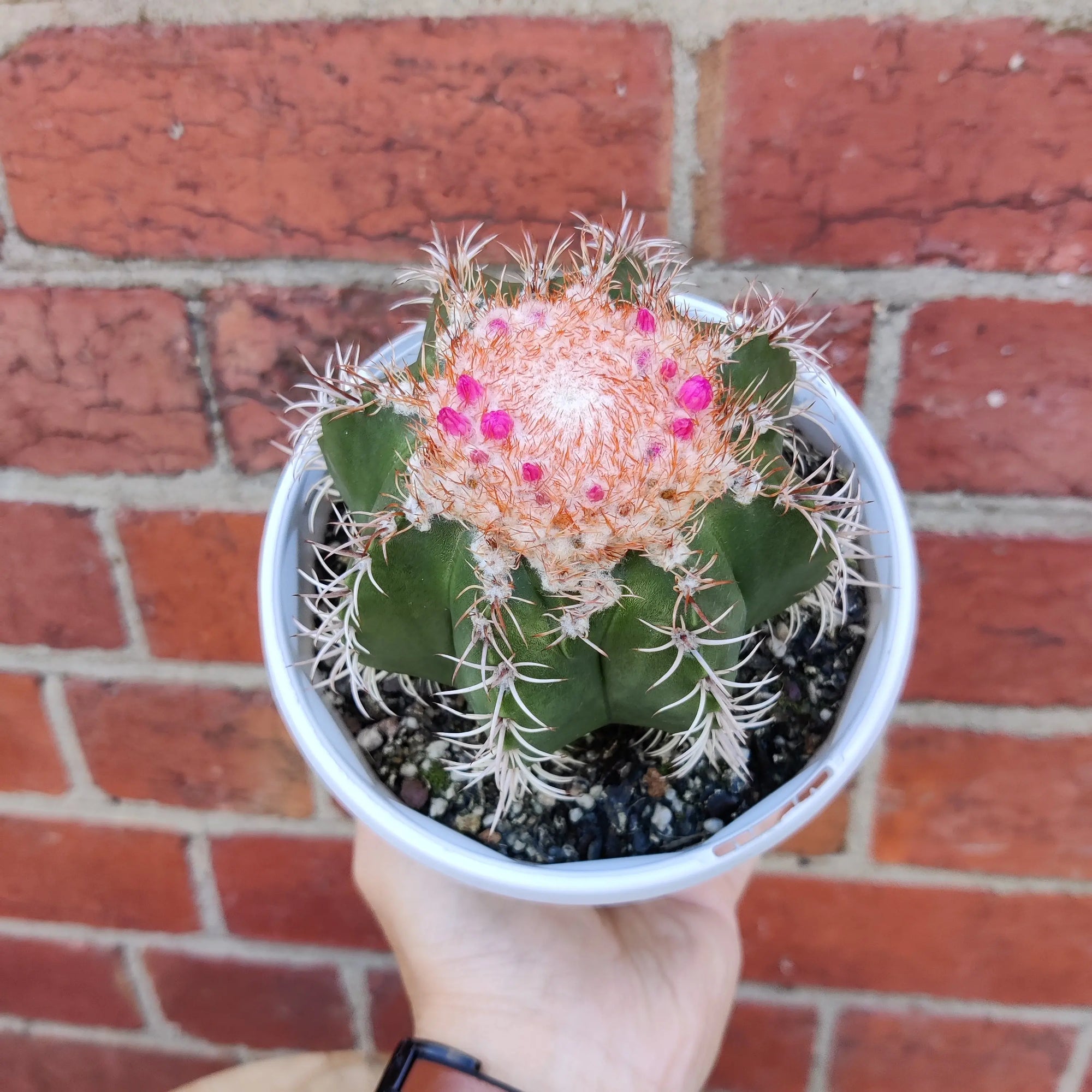 Melocactus matanzanus - 13cm pot - flowering Folia House