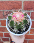 Melocactus matanzanus - 13cm pot - flowering Folia House