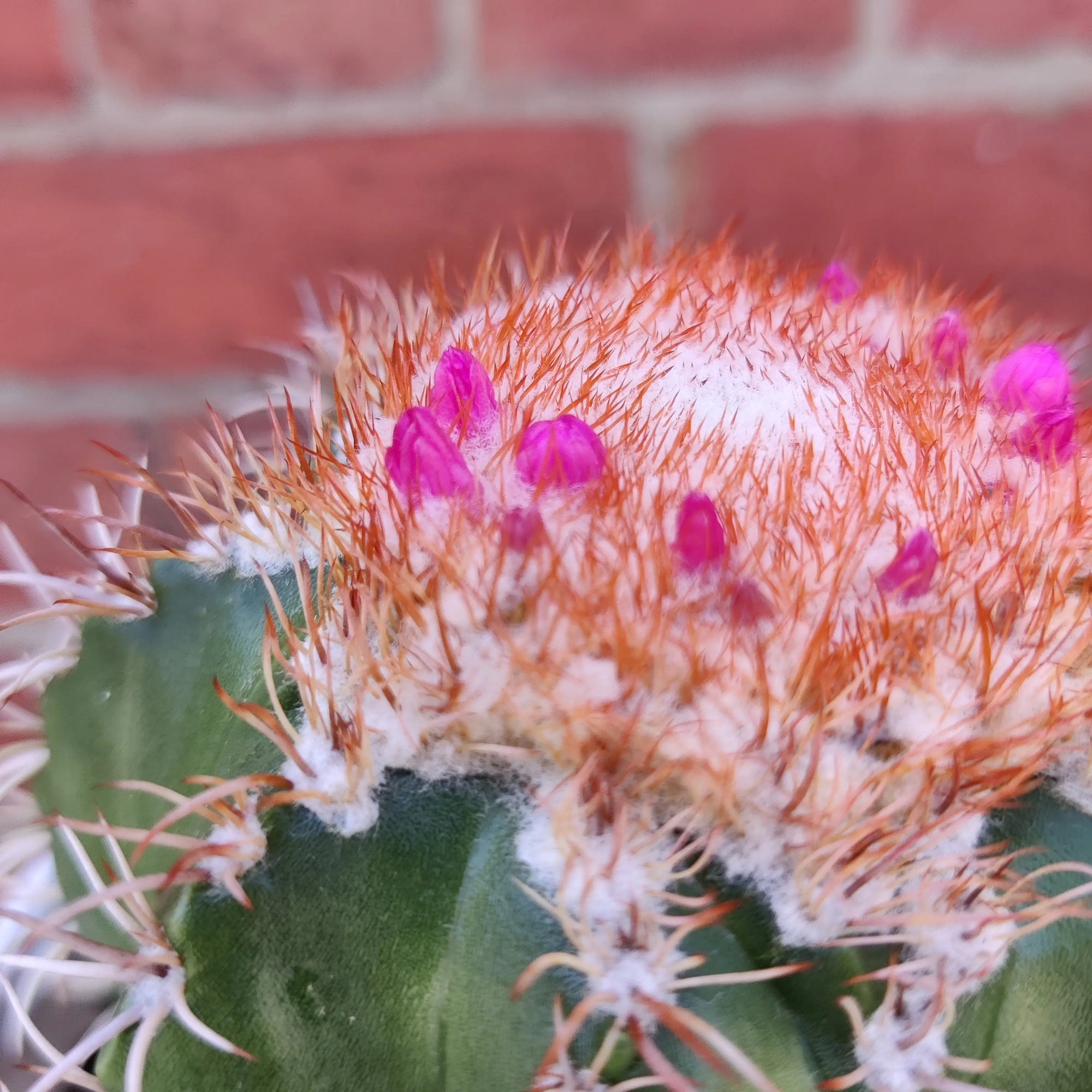 Melocactus matanzanus - 13cm pot - flowering Folia House