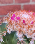 Melocactus matanzanus - 13cm pot - flowering Folia House