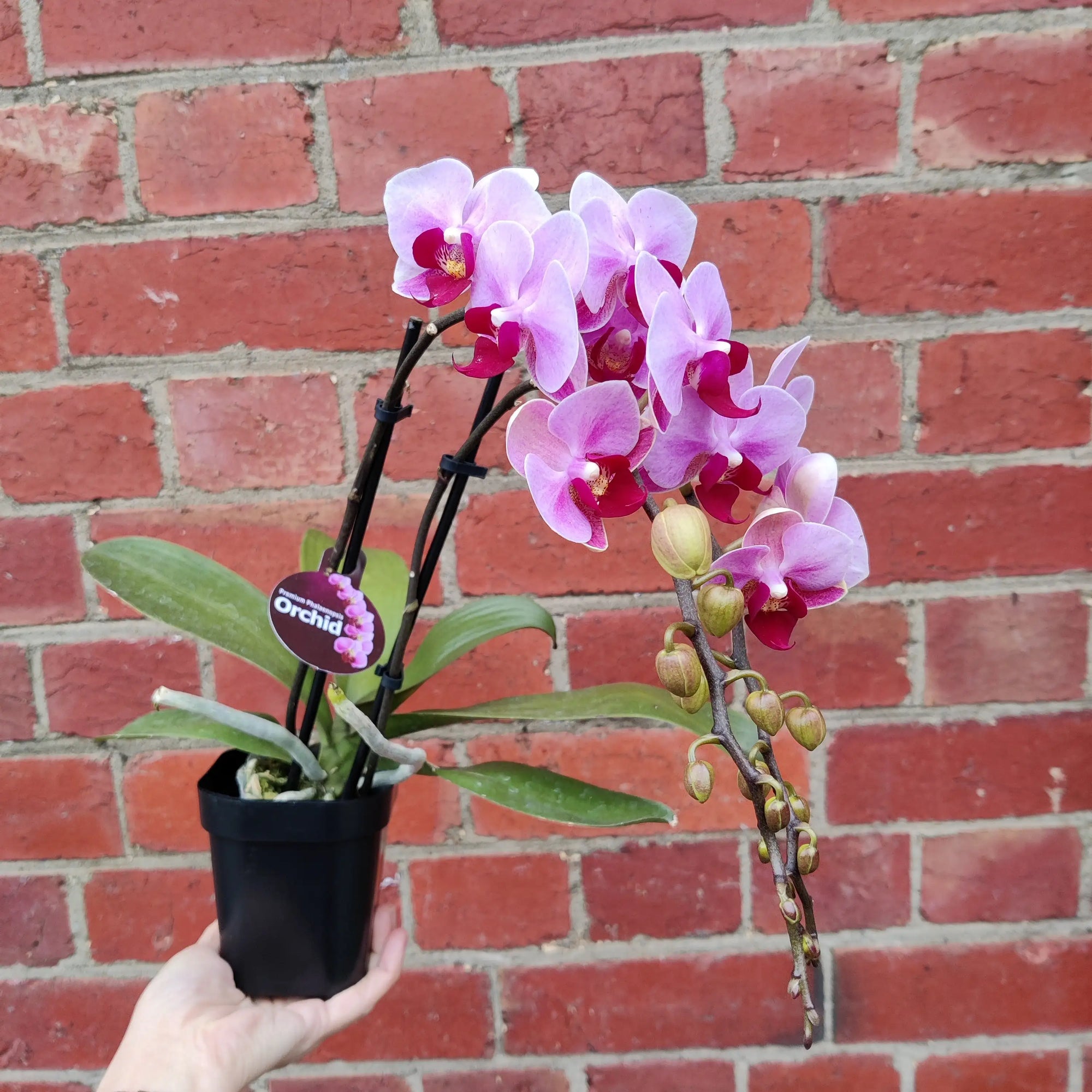 Mini Phalaenopsis Orchid - Pink - double stem - 10cm pot Folia House