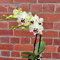 Mini Phalaenopsis Orchid - Yellow - double stem - 10cm pot Folia House